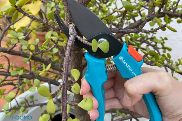 Cómo podar un árbol de la abundancia - Cómo podar un árbol de la abundancia grande