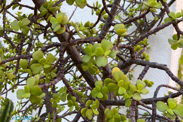 Cómo podar un árbol de la abundancia - Cuáles son los cuidados del árbol de la abundancia