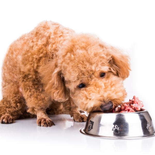 como saber si tu perro tiene insuficiencia renal