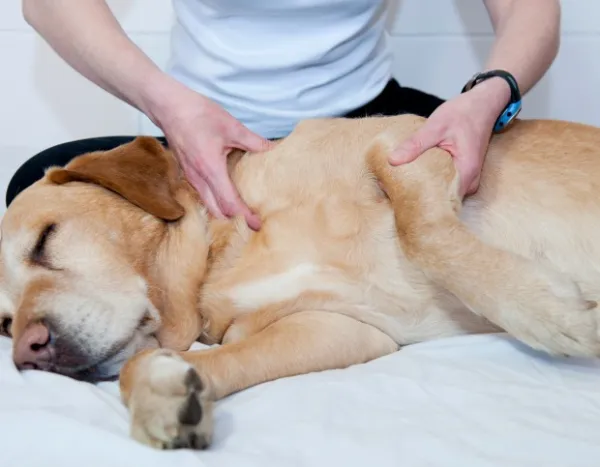 cómo ayudar a mis perros a tener articulaciones rígidas