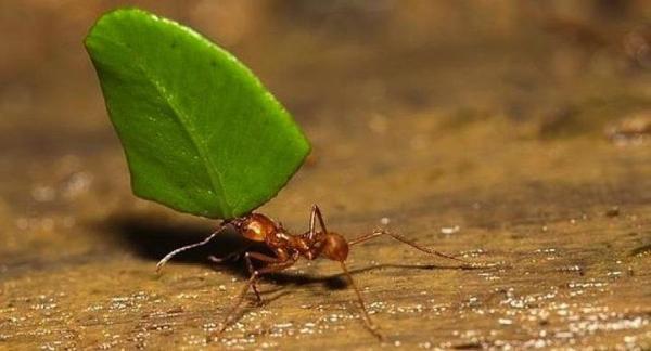 ¿Por qué las hormigas pueden levantar hasta 50 veces su propio peso? - Atta, las hormigas que pueden levantar hasta 50 veces su peso