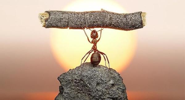 ¿Por qué las hormigas pueden levantar hasta 50 veces su propio peso?