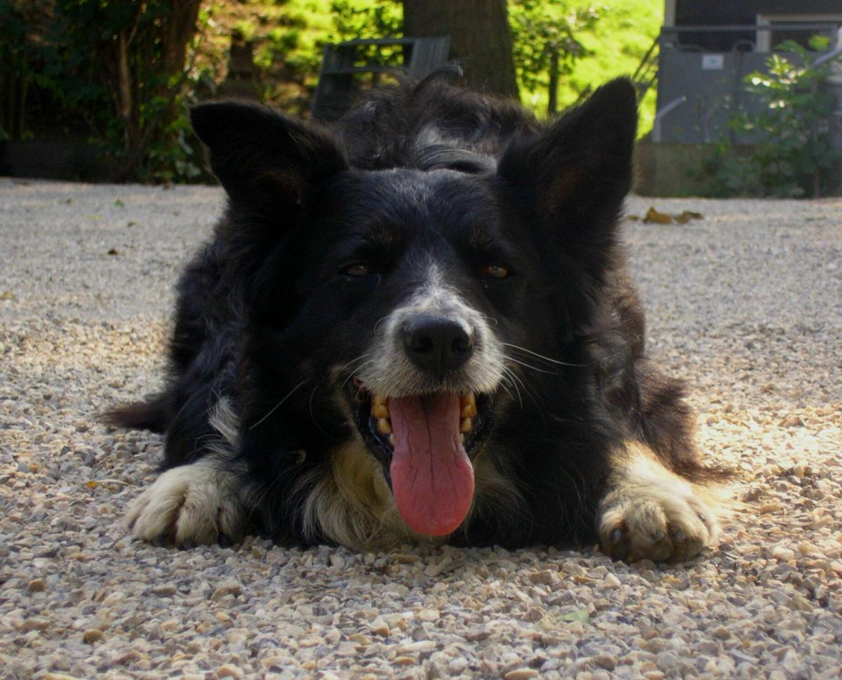 Qué hacer si mi perro tiene Leishmaniosis