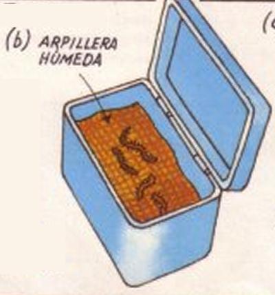 Cómo coger gusanos de roca - Paso 2