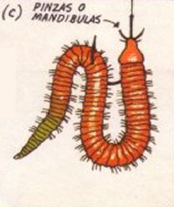 Cómo coger gusanos de roca - Paso 3