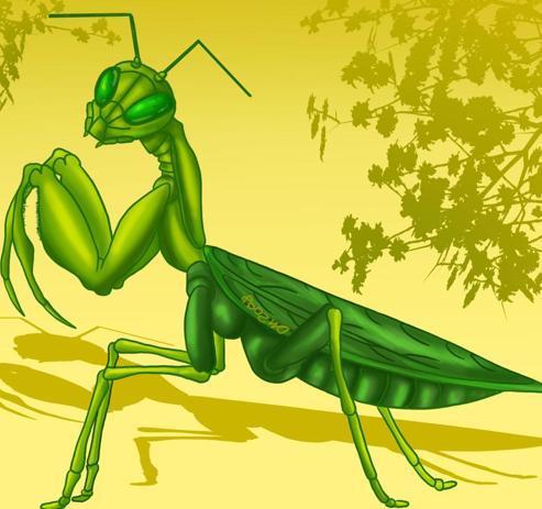 Cómo dibujar una Mantis religiosa