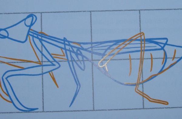 Cómo dibujar una Mantis religiosa - Paso 4