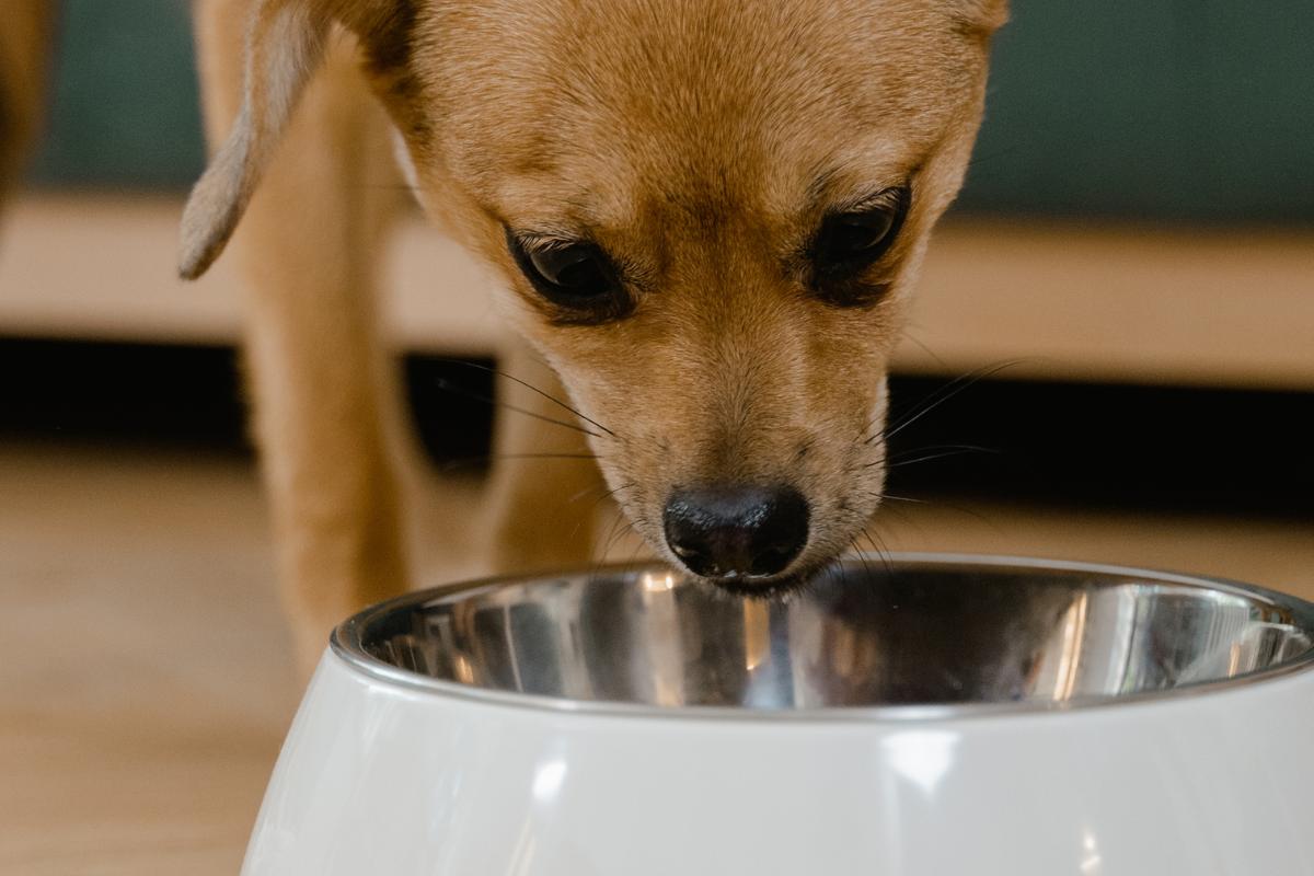 Los mejores piensos para perros cachorros según la OCU: recomendaciones de expertos