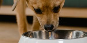 Los mejores piensos para perros cachorros según la OCU: recomendaciones de expertos