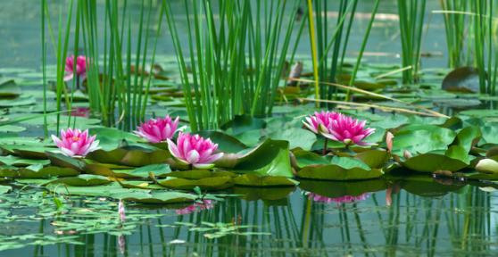 Plantas acuáticas: nombres y tipos