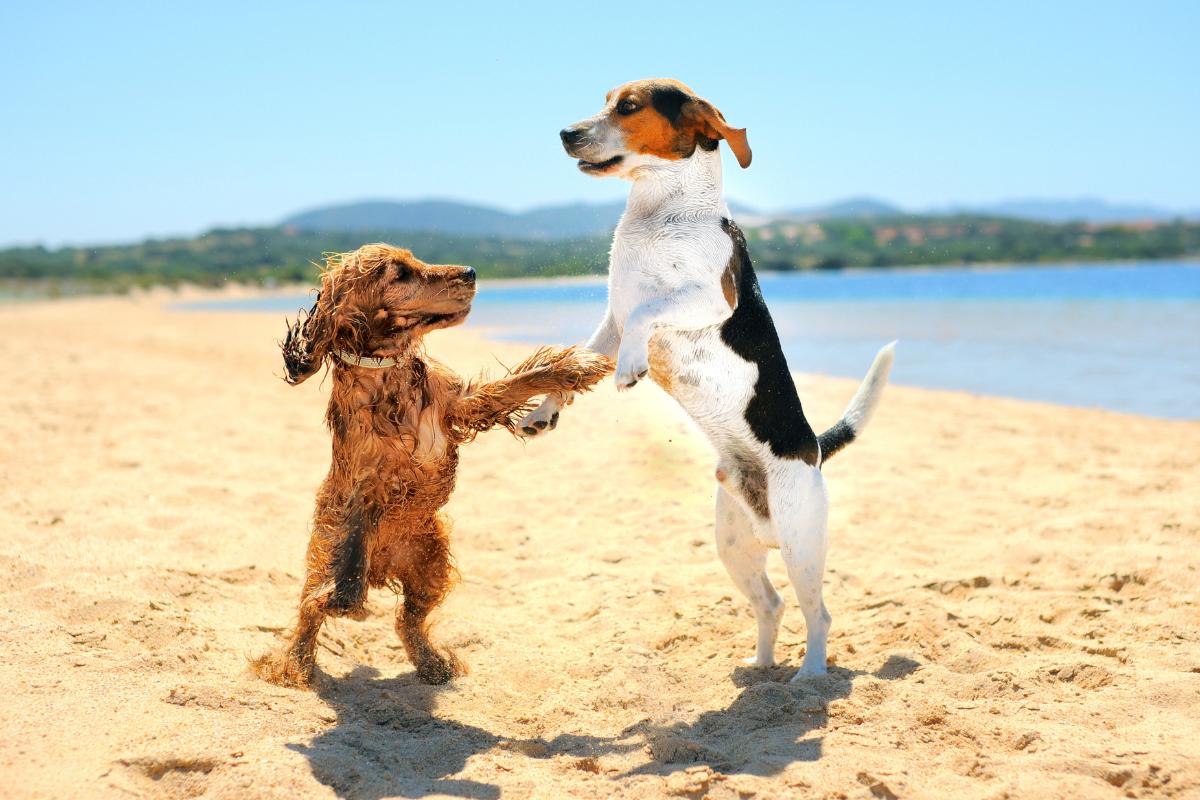 Protector solar para perros: ¿es necesario usarlo?