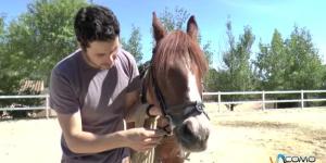 Cómo dar cuerda al caballo antes de montar