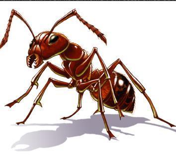 Cómo dibujar una hormiga
