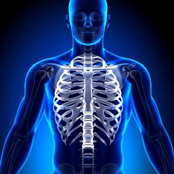 Cuántas costillas tenemos