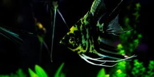 Cómo elegir las plantas para un acuario