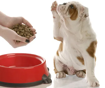Cuando_cambiar_la_comida_de_cachorro_a_adulto_24908_600