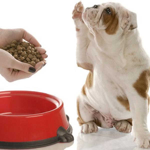 pueden los cachorros de 8 semanas comer comida para perros