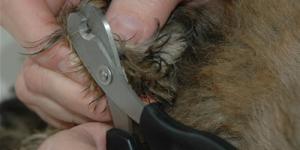 Cómo cortarle las uñas a mi conejo