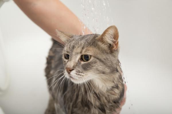 Cómo bañar a un gato con pulgas