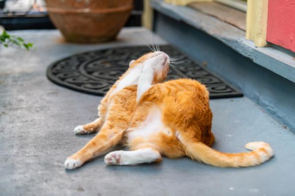 Cómo bañar a un gato con pulgas - Cómo saber si mi gato tiene pulgas - síntomas