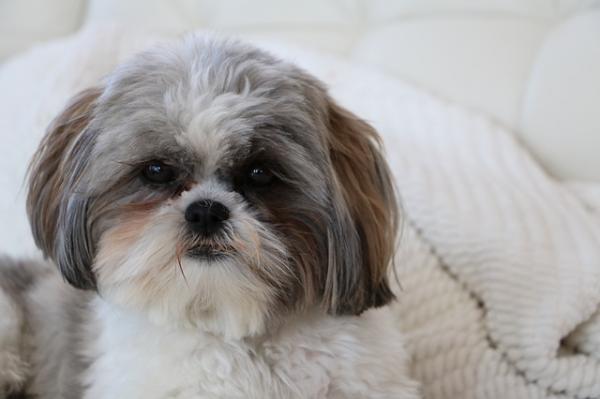 Cuántos cachorros puede tener un shih tzu - Paso 1