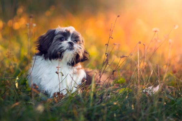 Cuántos cachorros puede tener un shih tzu - Paso 4
