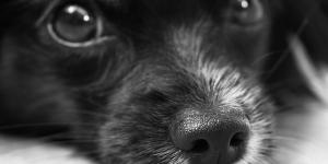 Qué hacer si mi perro bebe lejía