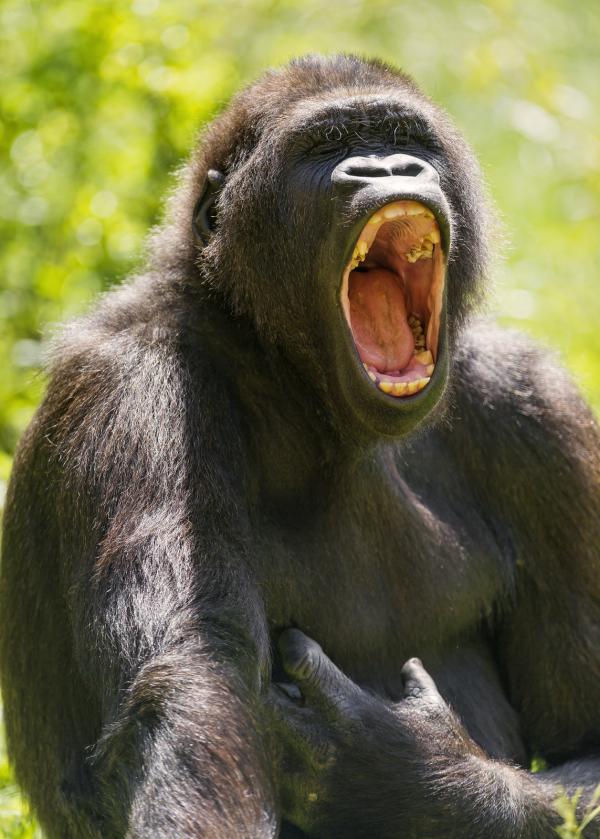 Por qué se pegan los bostezos - Paso 4