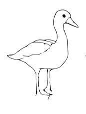 Cómo dibujar un pato - Paso 4