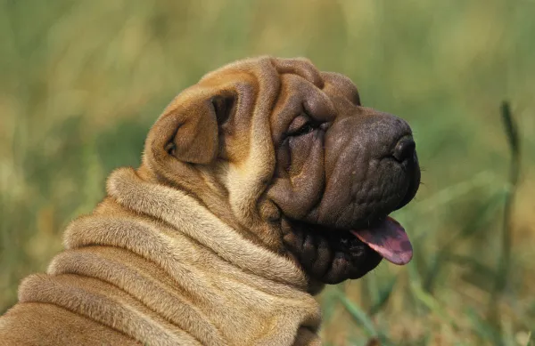 como caza el shar pei
