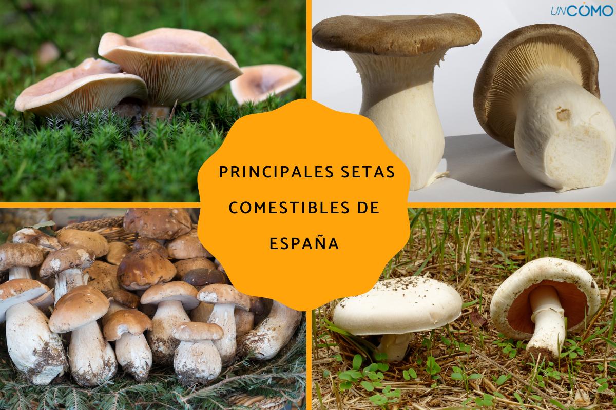 Cuáles son las principales setas comestibles de España