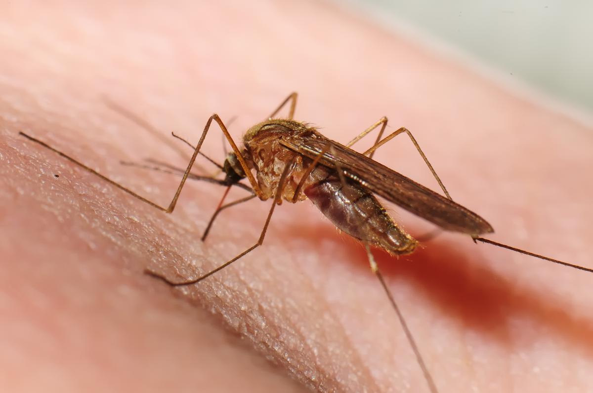 Enfermedades que transmiten los mosquitos a los humanos