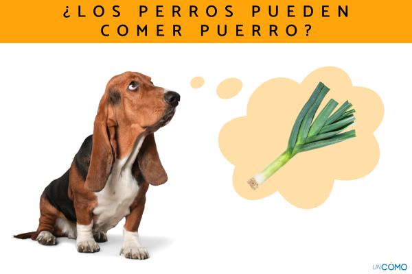 ¿Los perros pueden comer puerro? Descubre por qué es peligroso dárselo a tu mascota