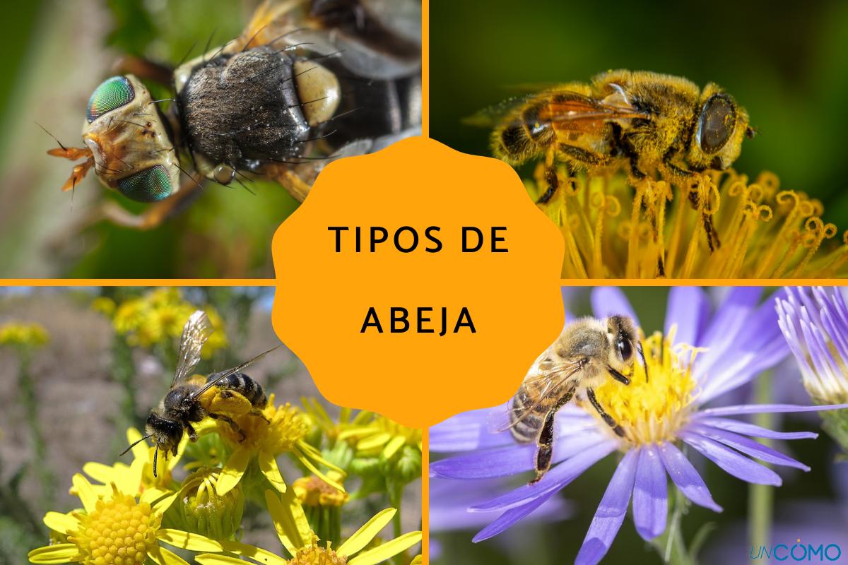 Cuáles son los diferentes tipos de abeja