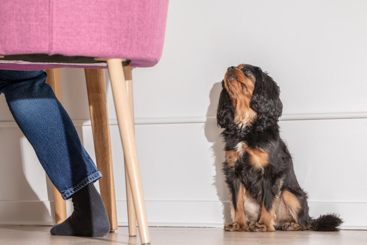 Por qué mi perro me sigue a todos lados