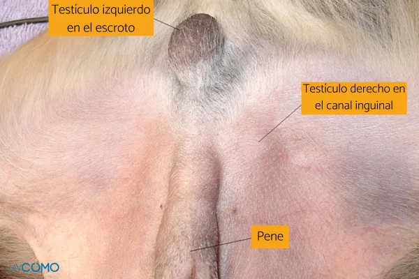 un perro puede tener 3 testiculos