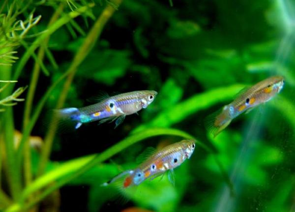 Cómo cuidar a los alevines de guppy