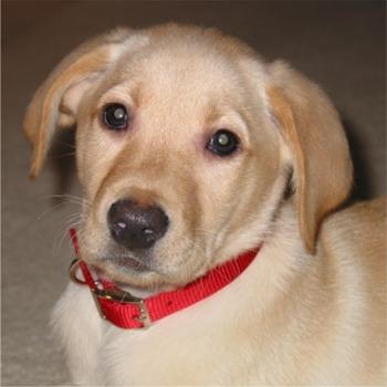 Cómo elegir el mejor collar para mi perro