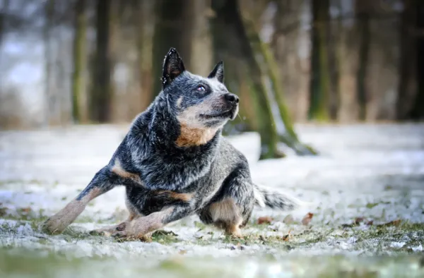 qué haces si la uña de tu perro se sale