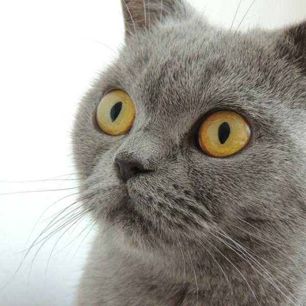 Qué hacer si mi gato cojea