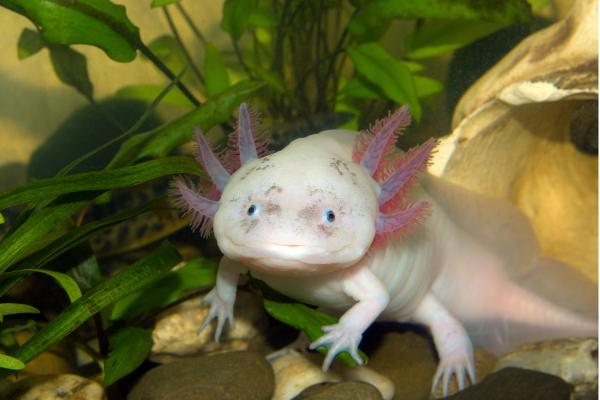 Los animales más raros del mundo - Ajolote (Ambystoma mexicanum)