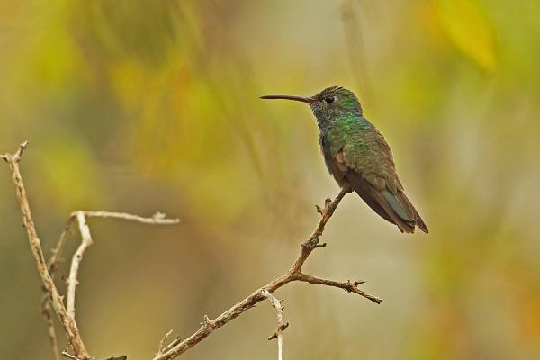 Los animales más raros del mundo - Esmeralda hondureña (Amazilia luciae)