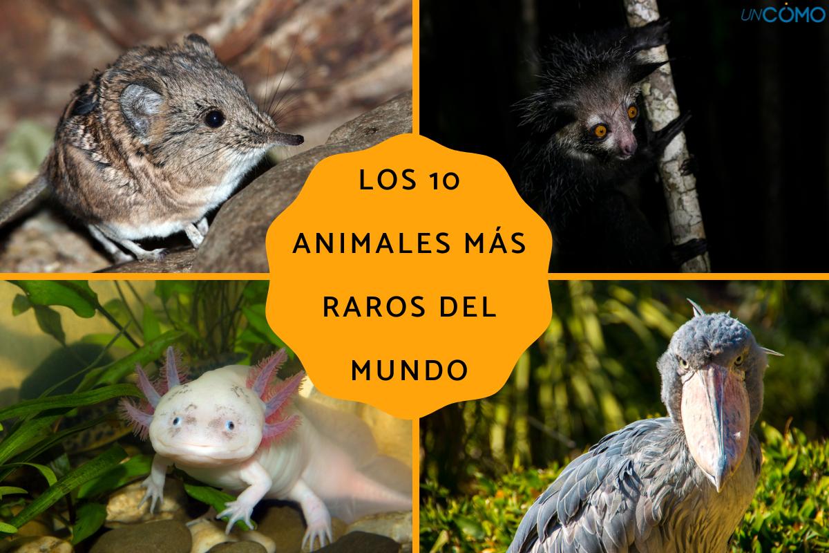 Los animales más raros del mundo
