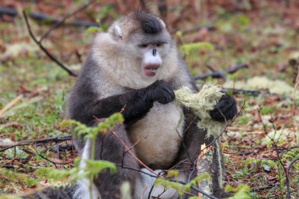 Los animales más raros del mundo - Mono sin nariz de Myanmar (Rhinopithecus strykeri)