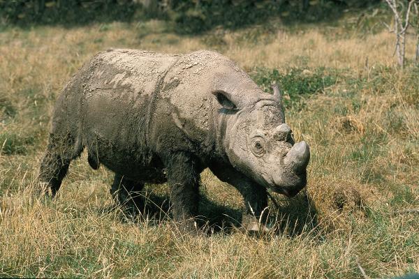 Los animales más raros del mundo - Rinoceronte de Sumatra (Dicerorhinus sumatrensis)