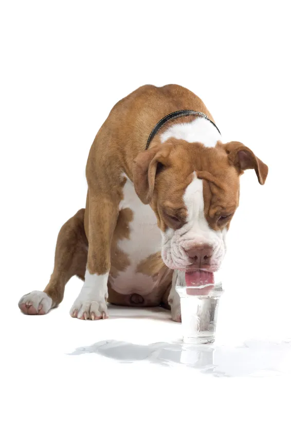 por qué mi perro vomita un líquido marrón