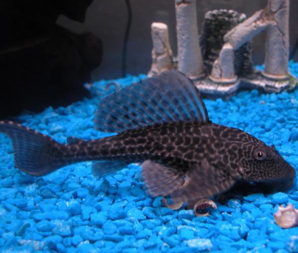 Cuáles son los mejores peces para limpiar mi acuario - Paso 3