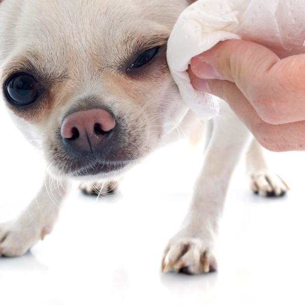 por qué los perros tienen tantos mocos en los ojos