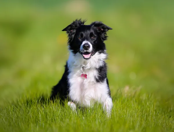 cual es mejor border collie de pelo corto o de pelo largo
