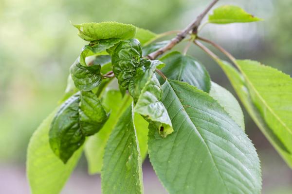 Por qué se arrugan las hojas de las plantas